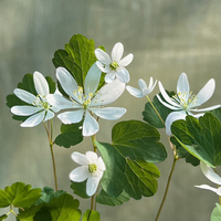 Anemonella (Thalictrum) thalictroides